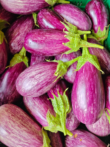 Aubergine Fantazia LCR (300gr)