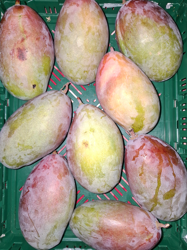 Mangue BIO ()
