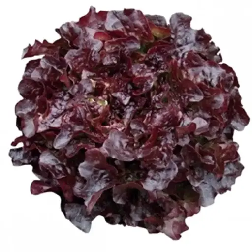 [1.1.7.1] Red oak lettuce (LFP)
