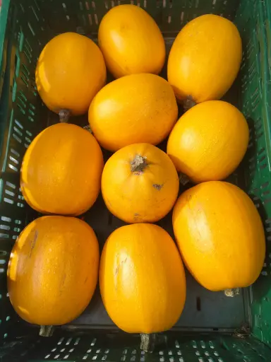 Courge Spaghetti BIO (Pièce)