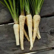 Parsnip (LFP)