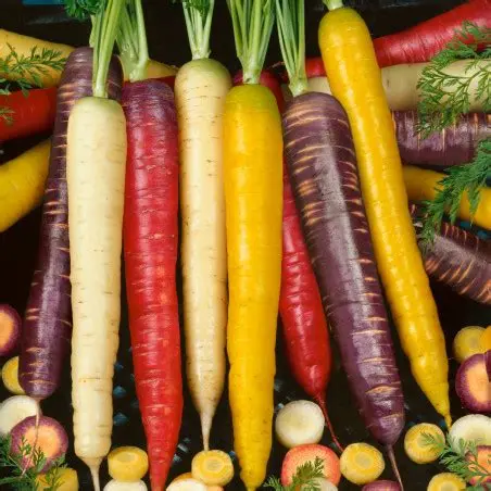 Carotte couleur (250gr)