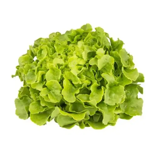 Laitue chêne verte