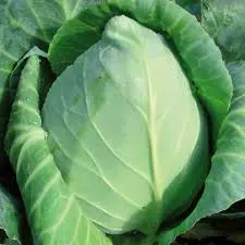 Pointed cabbage (Chateaurenard)