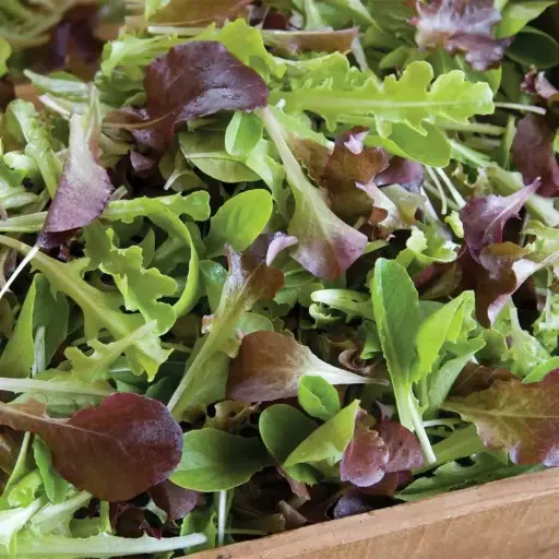Mesclun bereid