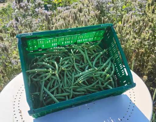 Haricot rame Cobra (250gr)