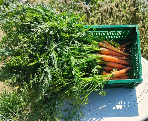 Dolciva Nantes carrot (Bundle)