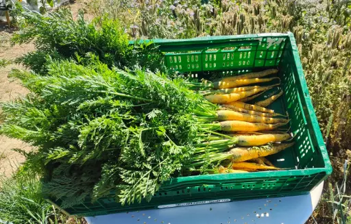 Yellowstone carrot (Bundle)