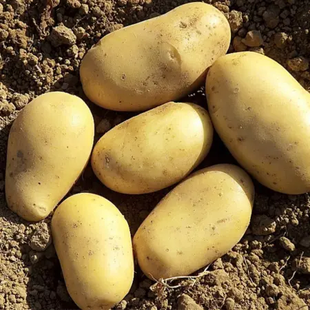 Pomme de terre Agila/Agria/Ukama BIO (500gr)