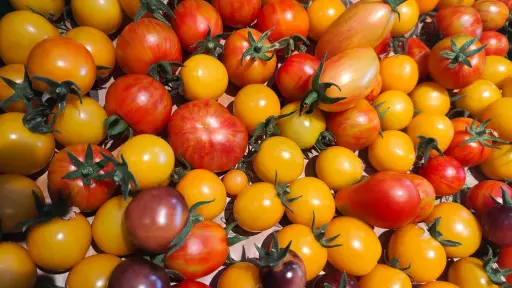Tomates Cerise/Cocktail (Mix 250gr)