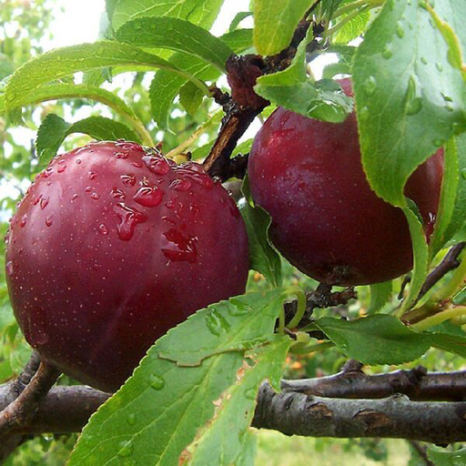 Red plums Mr Hâtif (250gr)