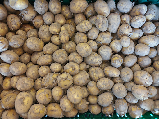 Pomme de terre Twinner (Nouvelle) BIO (500gr)