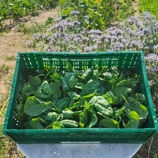 Spinazie LCR (250gr)