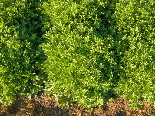 [1.1.2.1] Benefine Chicory