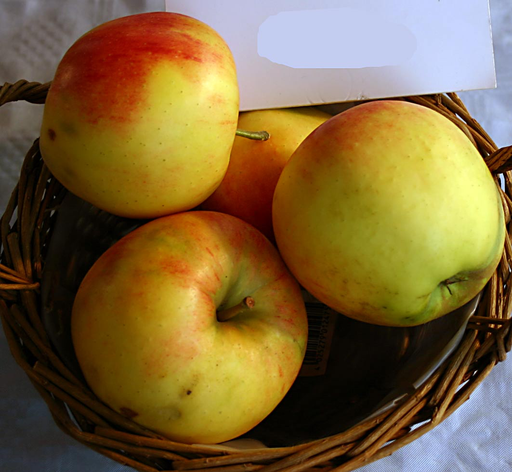 Apple BIO - Elstar (500gr)