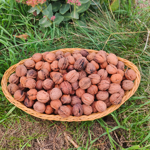 Noten BIO (250gr)