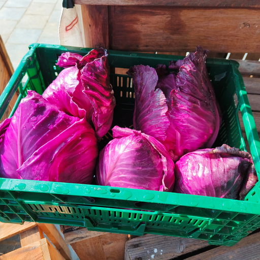 [1.1.5.3] Red cabbage Kalibos