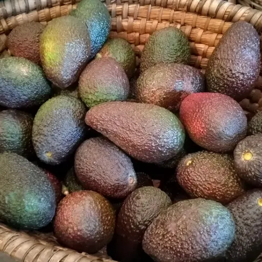 Avocat BIO (pièce/150gr)