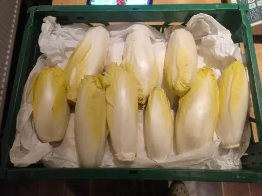 Witloof LCR (Kist van 5Kg)