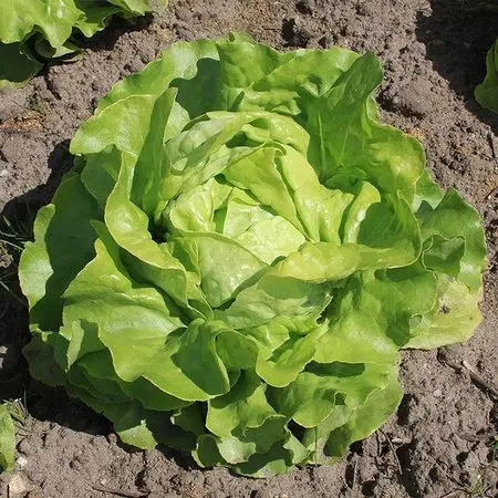 Laitue verte pommée LCR
