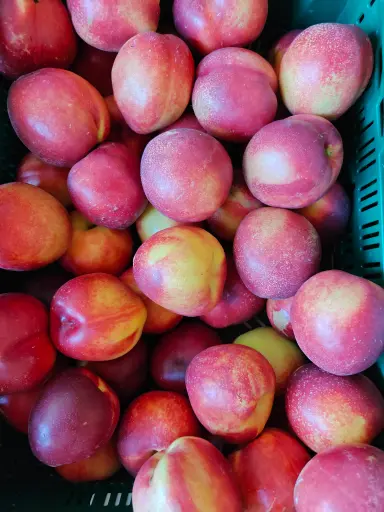 Nectarine jaune BIO (500gr)